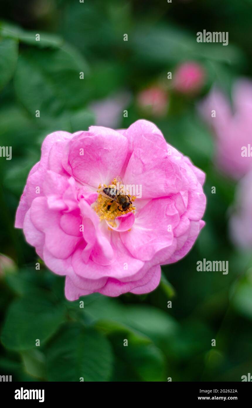 Close up rose pictures hi-res stock photography and images - Alamy