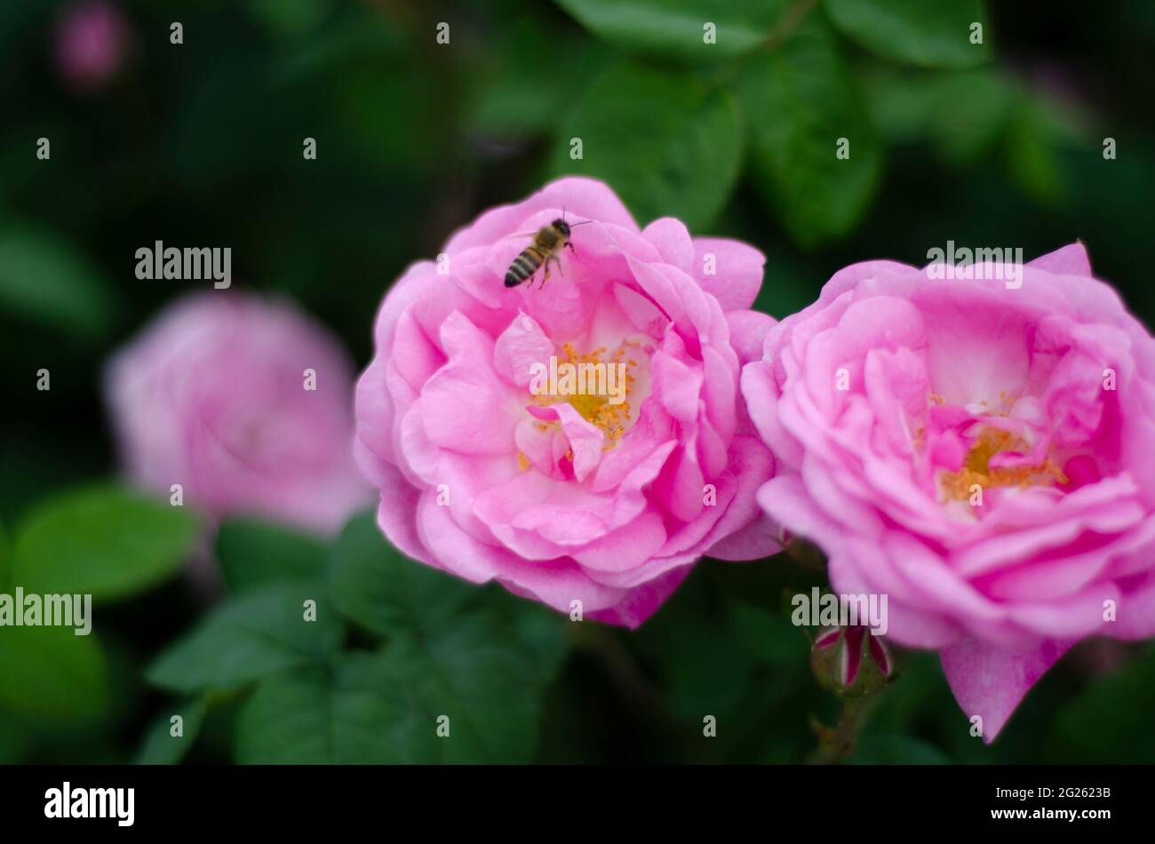 bee pollinates rose flowers, free space Stock Photo - Alamy