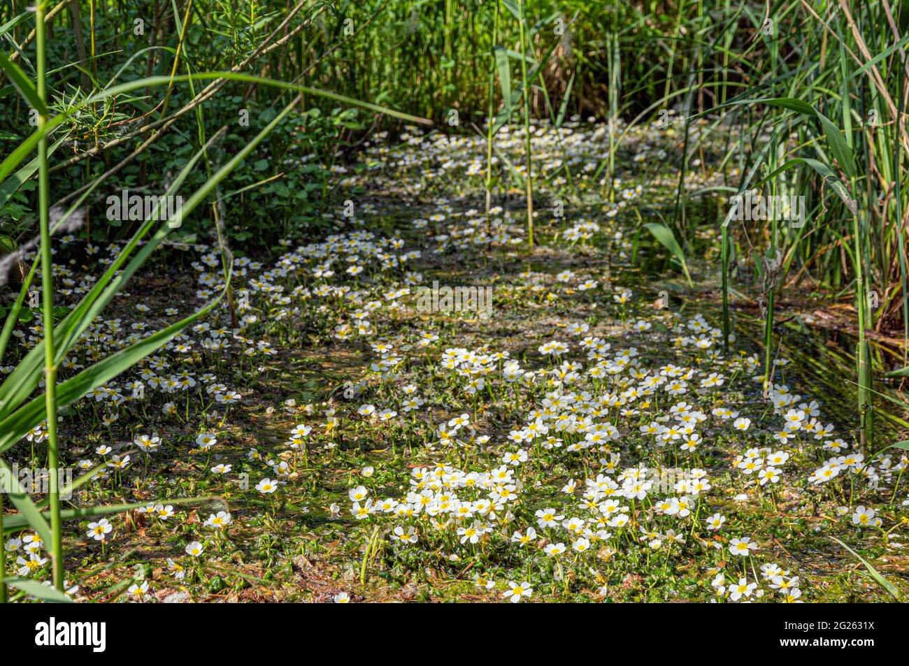 white water crowfoot Fowlmere Stock Photo - Alamy