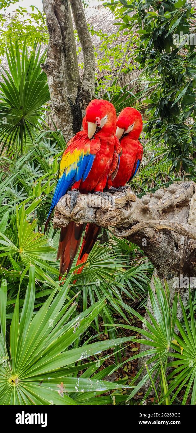 Macaws in mangroves of Mexico Stock Photo