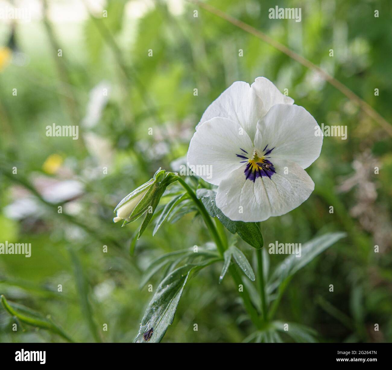a beautiful white garden pansy Stock Photo