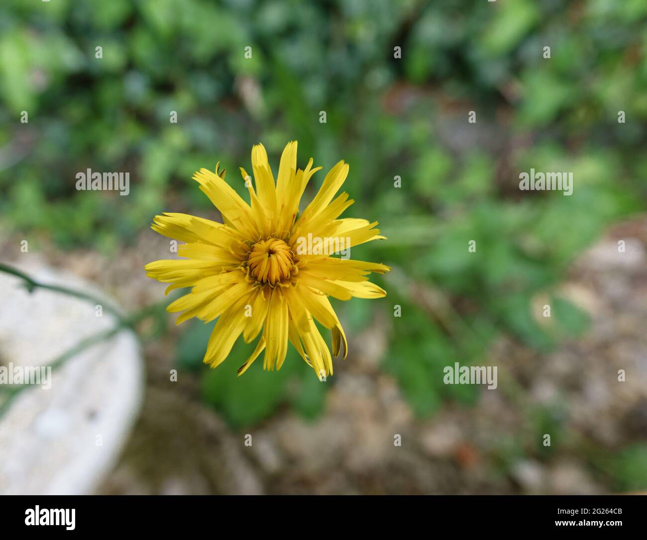 bright yellow autumn hawkbit (Scorzoneroides autumnalis) in summer bloom Stock Photo