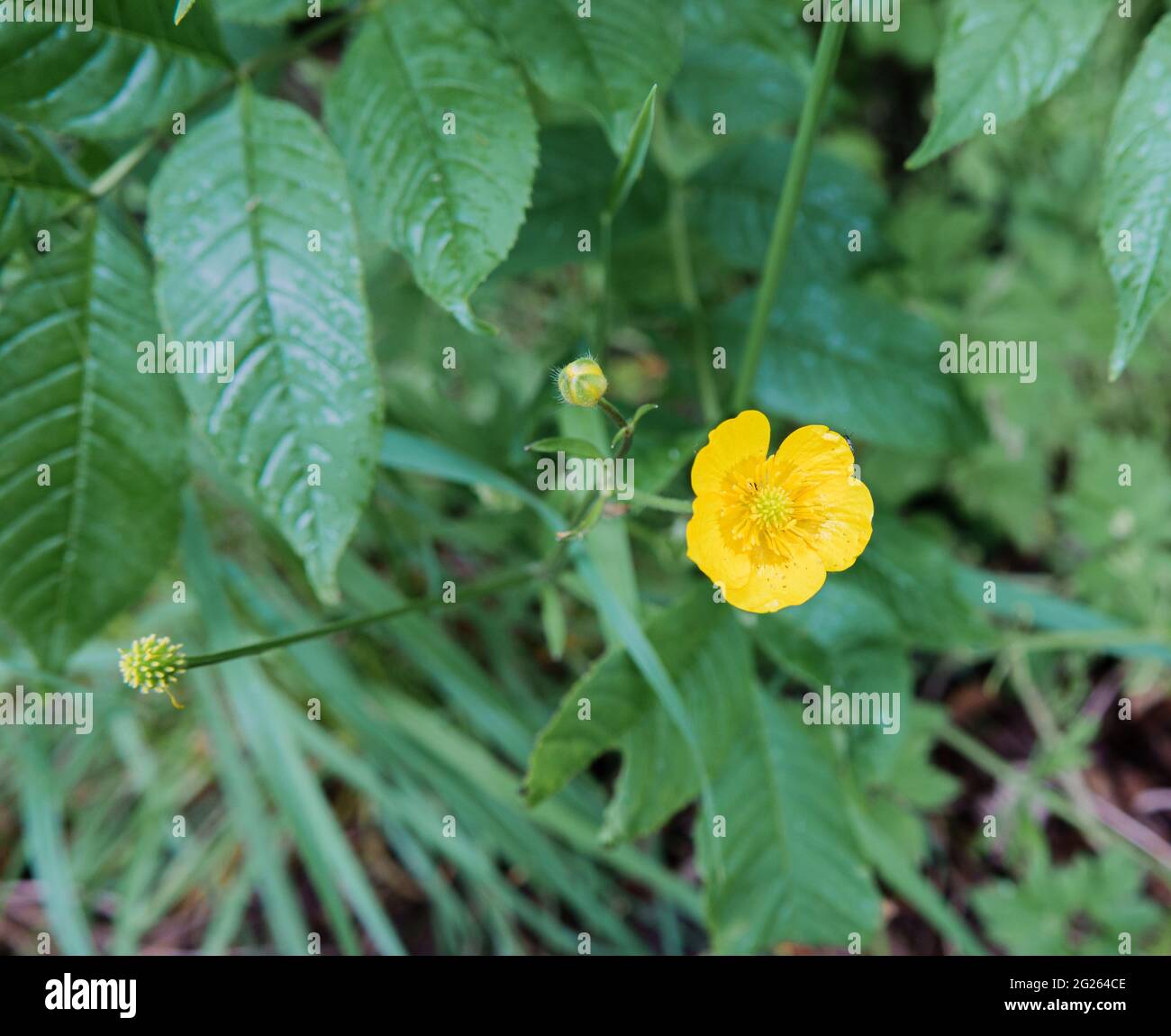 beautiful closeup of a bright yellow summer meadow buttercup (Ranunculus acris) in bloom Stock Photo