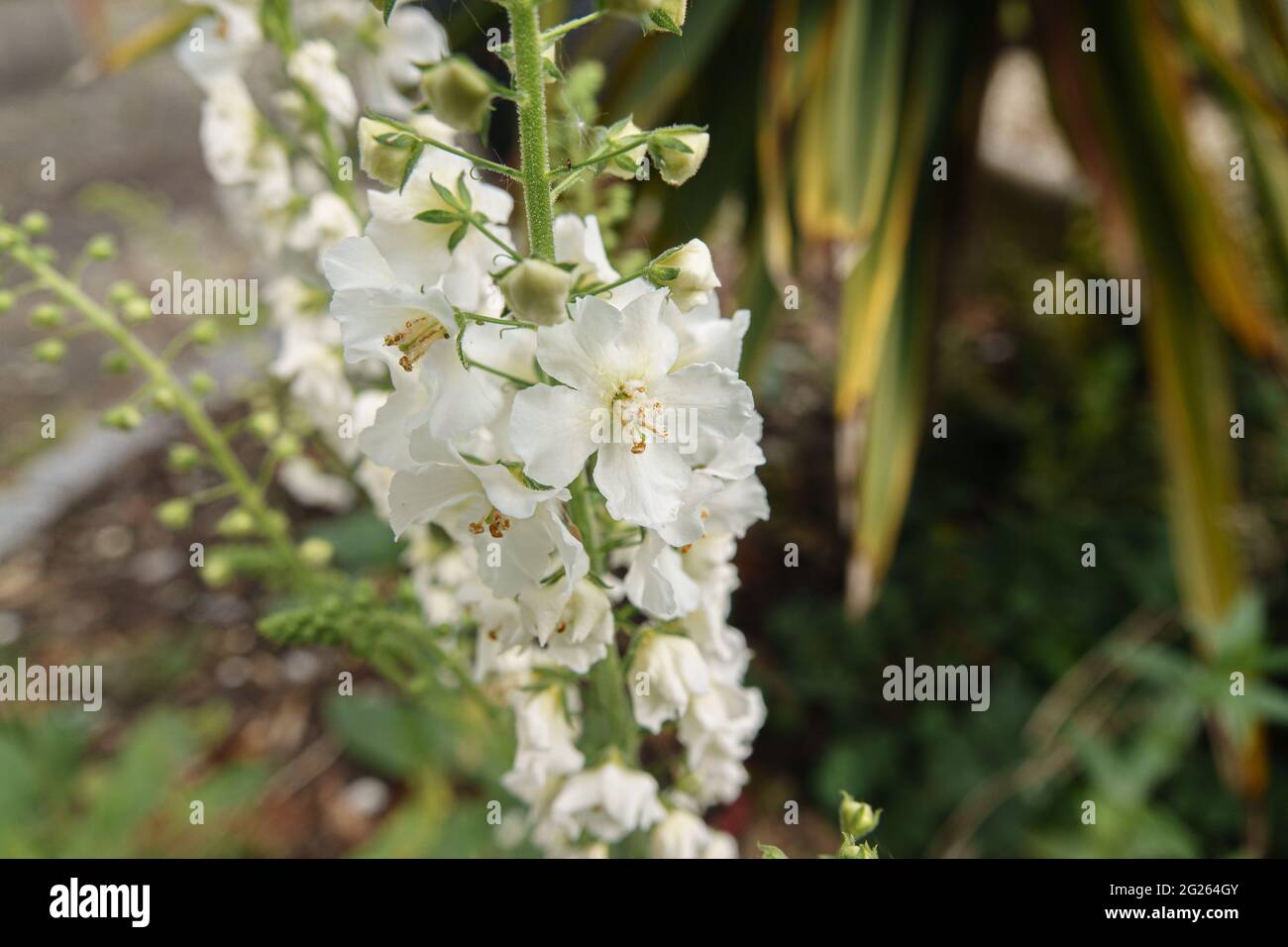 Larkspur Leaf High Resolution Stock Photography and Images - Alamy