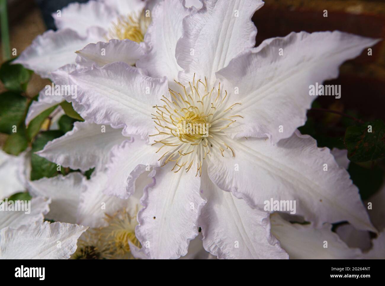 large flowered white clematis 'duchess of edinburgh' in summer bloom Stock Photo