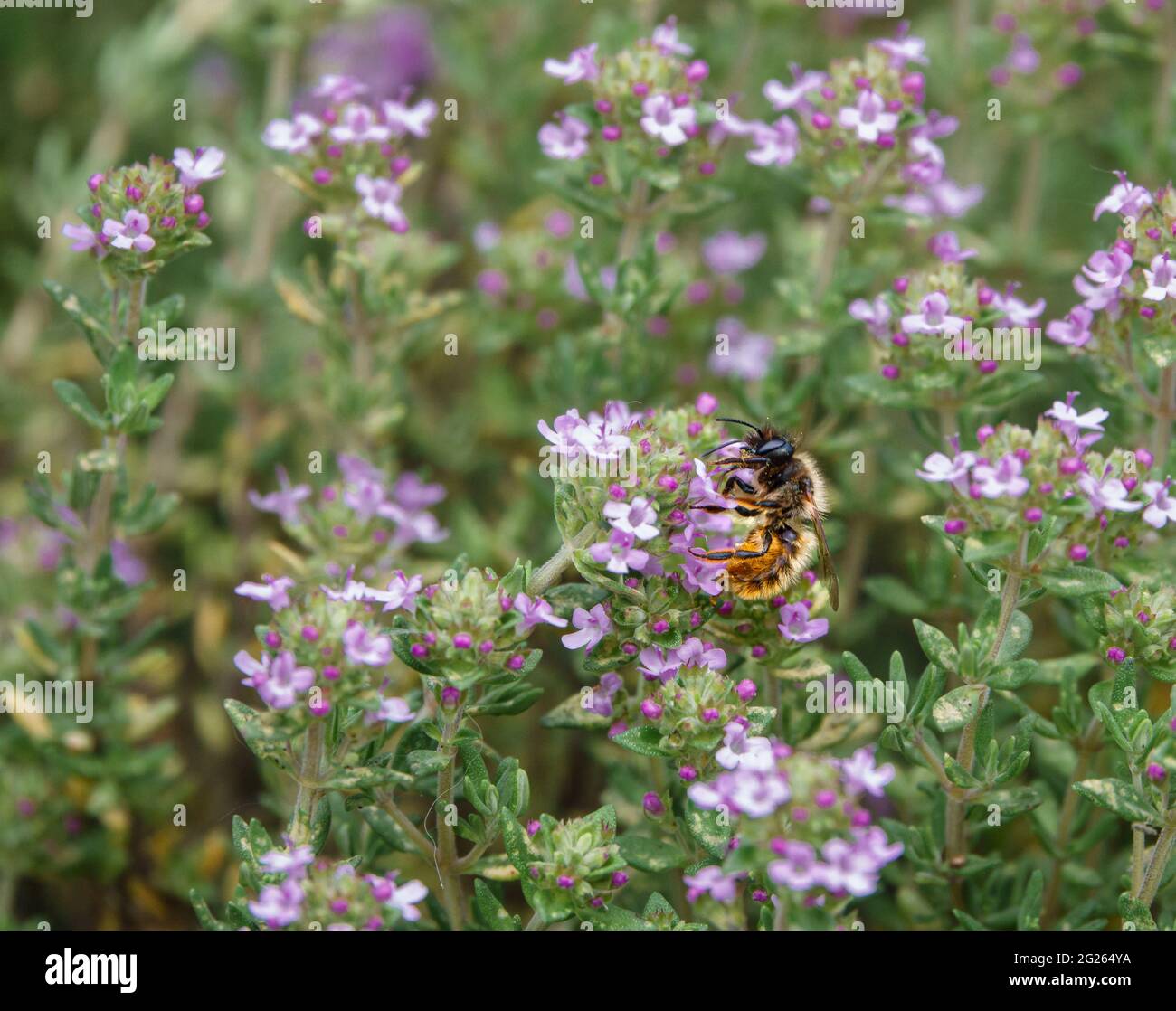 Pink thyme flowers hires stock photography and images Alamy