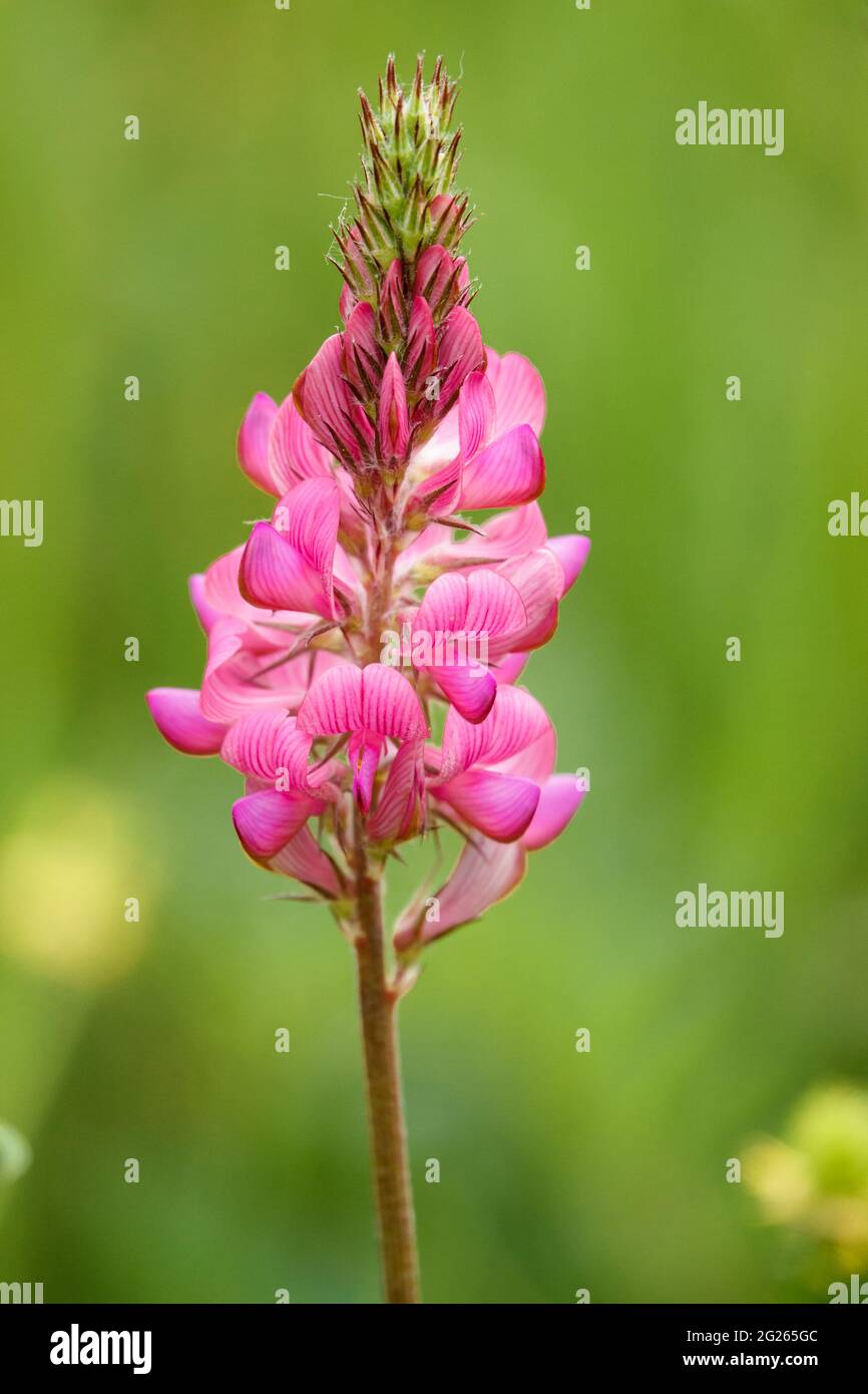 background, beautiful, beauty, bloom, blooming, blossom, bright, bulbs, closeup, color, cowslip, daffodil, easter, field, flora, floral, flower, fresh Stock Photo