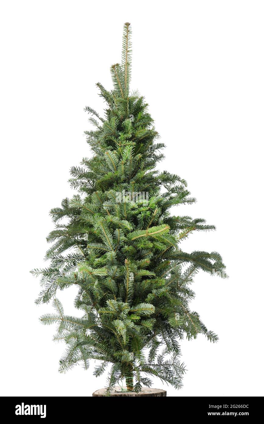 Christmas tree, isolated on white background. Fir tree without