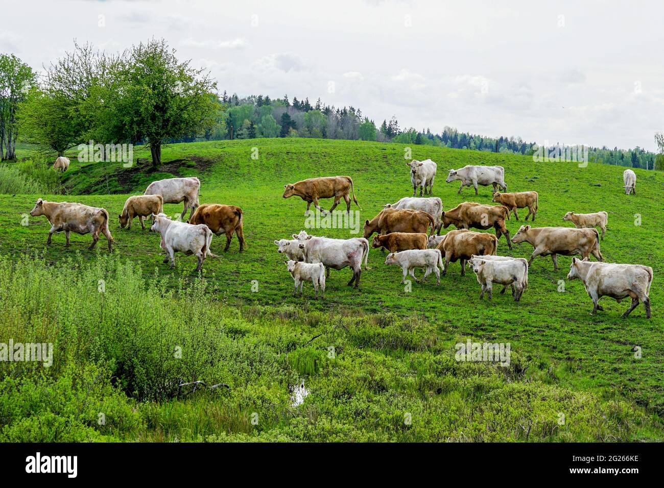 cattle herd with small calves grazing in a green meadow Stock Photo - Alamy