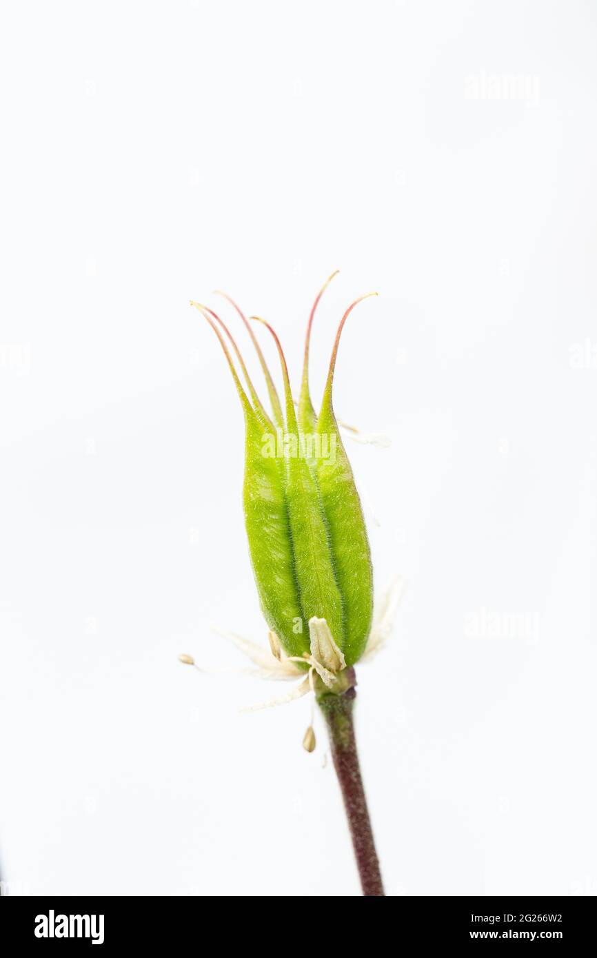 Follicles of a columbine against white background Stock Photo