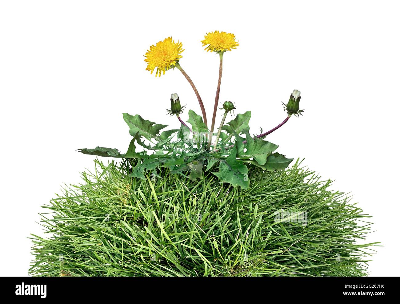 Yard weed as a dandelion flower pant as a symbol of grass weeds and herbicide as a garden or gardening and landscaping concept and backyard chores. Stock Photo