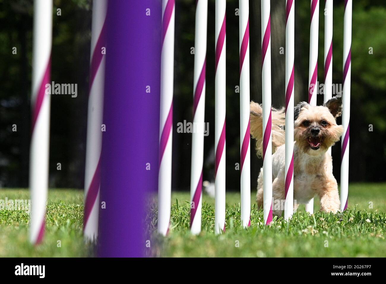Tarrytown, USA. 08th June, 2021. A display of agility by a small dog during press preview day for the 145th Annual Westminster Kennel Club Dog Show at Lyndhurst Estate in Tarrytown, NY, June 8, 2021. Due to the COVID-19 pandemic, the venue for the WKC Dog Show has been moved from Madison Square Garden to the Lyndhurst Estate in Westchester county outside of New York City. (Photo by Anthony Behar/Sipa USA) Credit: Sipa USA/Alamy Live News Stock Photo
