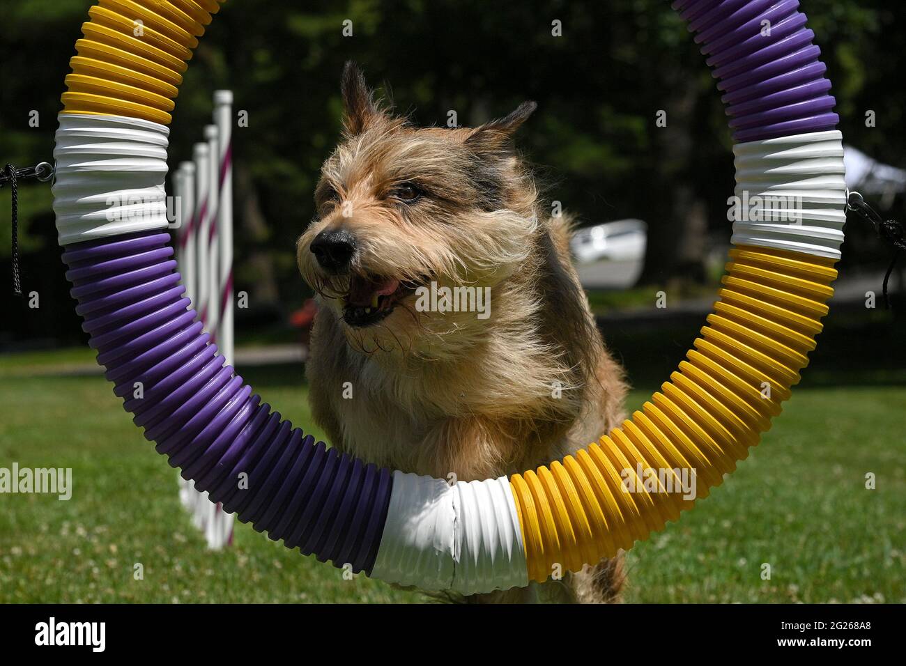Westminster Dog Show 2021 Agility Video at Carroll Jackson blog