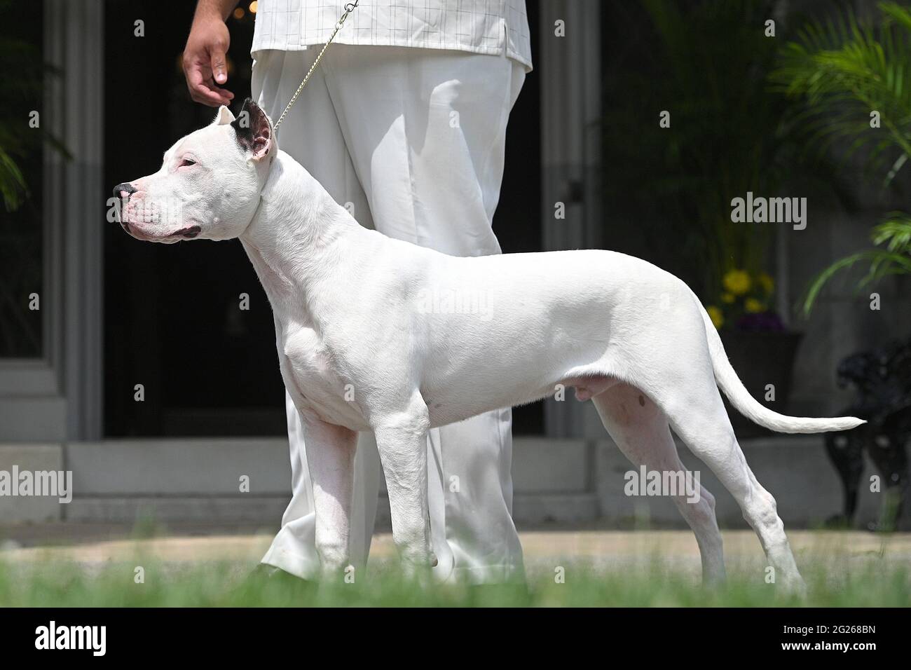 Tarrytown, USA. 08th June, 2021. Showcasing new breeds, a Dogo