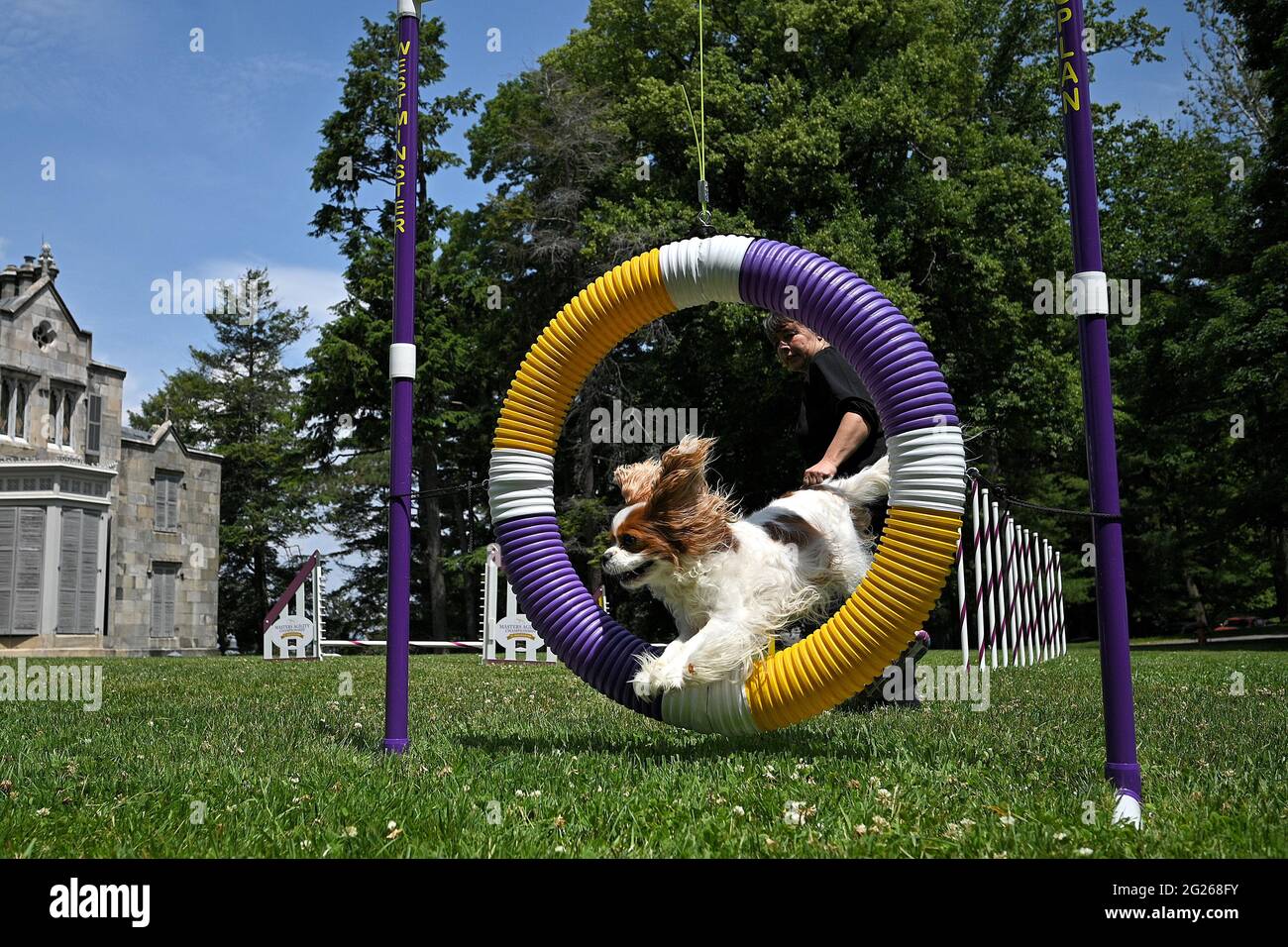 A display of agility by a Cavalier King Charles Spaniel named “Winnie