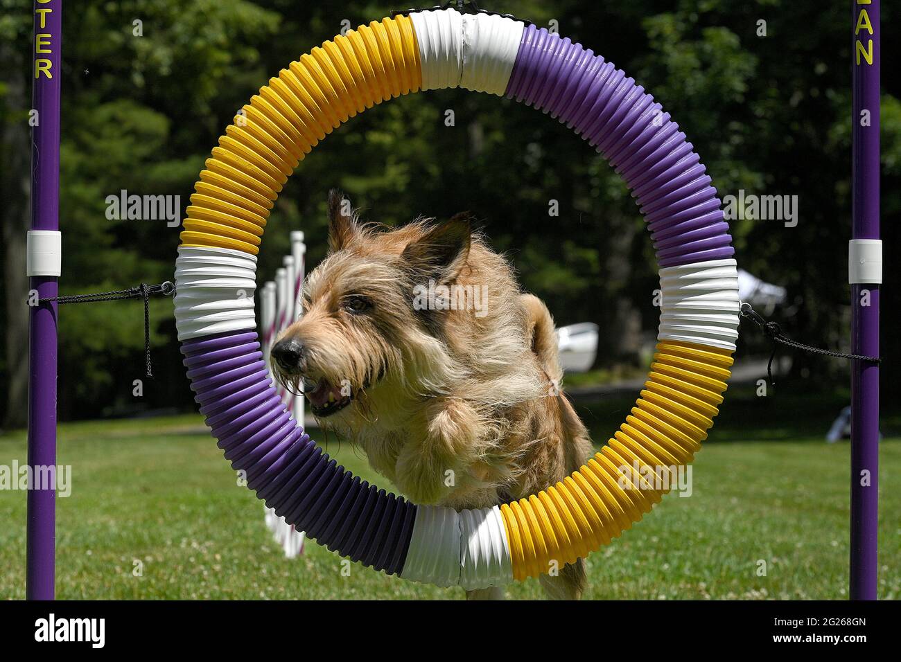 Tarrytown, USA. 08th June, 2021. A display of agility by a Berger Picard named “Chester” during press preview day for the 145th Annual Westminster Kennel Club Dog Show at Lyndhurst Estate in Tarrytown, NY, June 8, 2021. Due to the COVID-19 pandemic, the venue for the WKC Dog Show has been moved from Madison Square Garden to the Lyndhurst Estate in Westchester county outside of New York City. (Photo by Anthony Behar/Sipa USA) Credit: Sipa USA/Alamy Live News Stock Photo