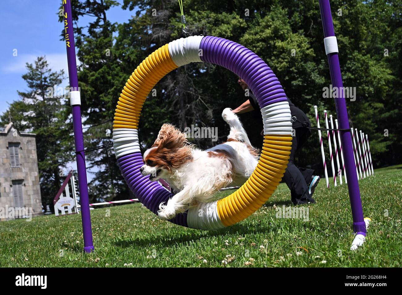 Tarrytown, USA. 08th June, 2021. A display of agility by a Cavalier King  Charles Spaniel named “Winnie” during press preview day for the 145th  Annual Westminster Kennel Club Dog Show at Lyndhurst