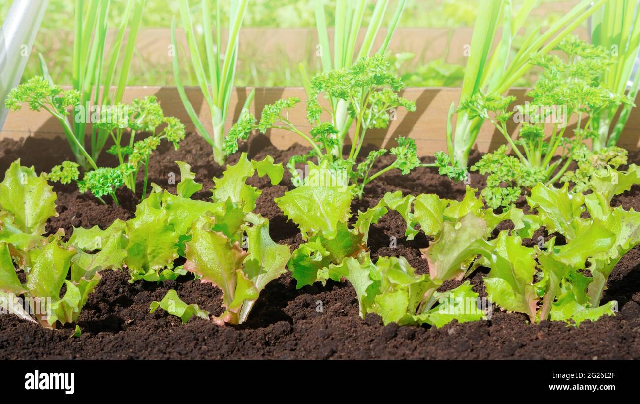 Lettuce, parsley and leeks are grown in the garden of the organic food