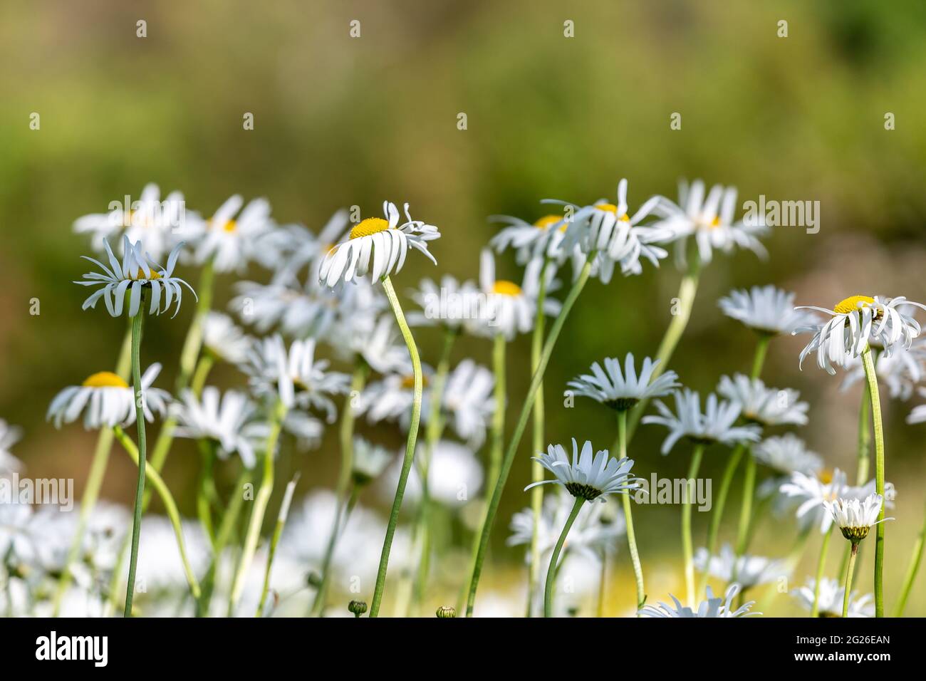 Oxeye daisies blowing in the breeze, on a sunny summers day Stock Photo
