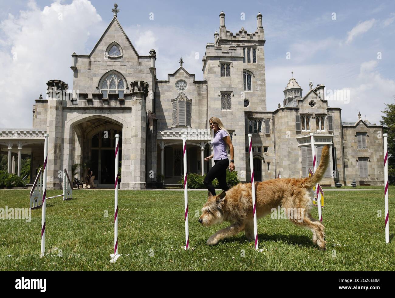 New York, United States. 08th June, 2021. A Berger Picard named Chester runs through the agility course for competition at a press preview for the 145th annual Westminster Kennel Club Dog Show at the Lyndhurst Estate in Tarrytown, New York on Tuesday, June 8, 2021. Last years Westminster Dog Show was cancelled due to COVID-19 and next years will return again to Madison Square Garden. Photo by John Angelillo/UPI Credit: UPI/Alamy Live News Stock Photo