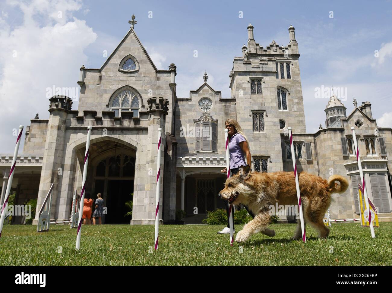 New York, United States. 08th June, 2021. A Berger Picard named Chester runs through the agility course for competition at a press preview for the 145th annual Westminster Kennel Club Dog Show at the Lyndhurst Estate in Tarrytown, New York on Tuesday, June 8, 2021. Last years Westminster Dog Show was cancelled due to COVID-19 and next years will return again to Madison Square Garden. Photo by John Angelillo/UPI Credit: UPI/Alamy Live News Stock Photo