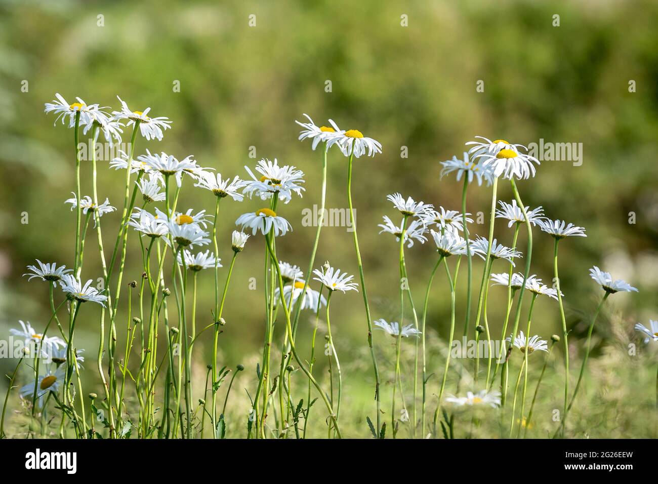 Oxeye daisies blowing in the breeze, on a sunny summers day Stock Photo
