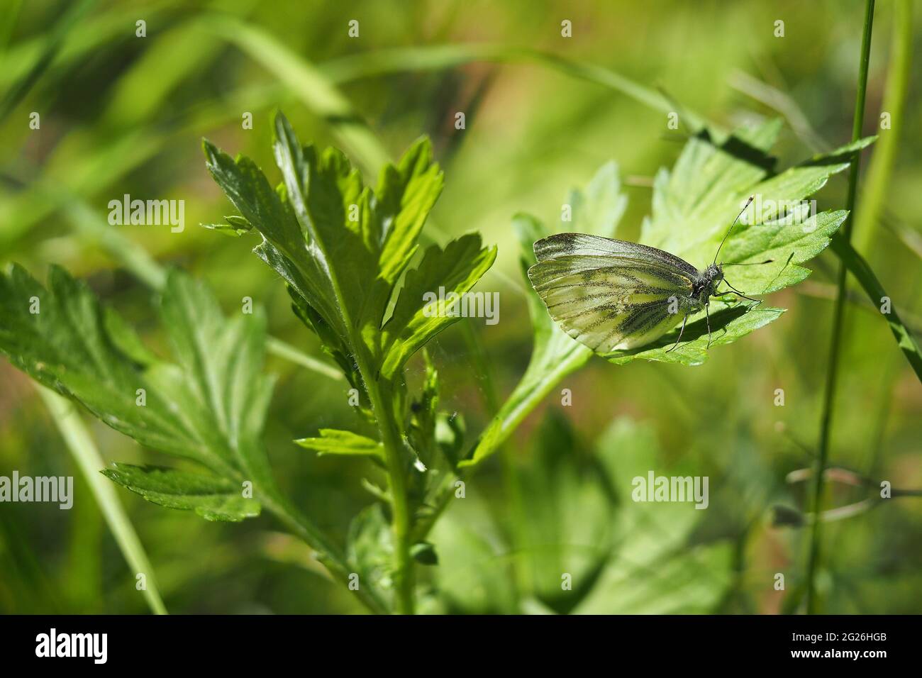 Macro shooting of insects in wildlife, close-up butterfly sits on the grass. Stock Photo