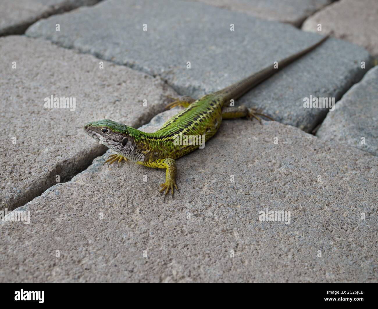 Green Lizard - Lacerta viridis, beautiful colored lizard from European meadow an rocks. Devin, Slovak republic Stock Photo