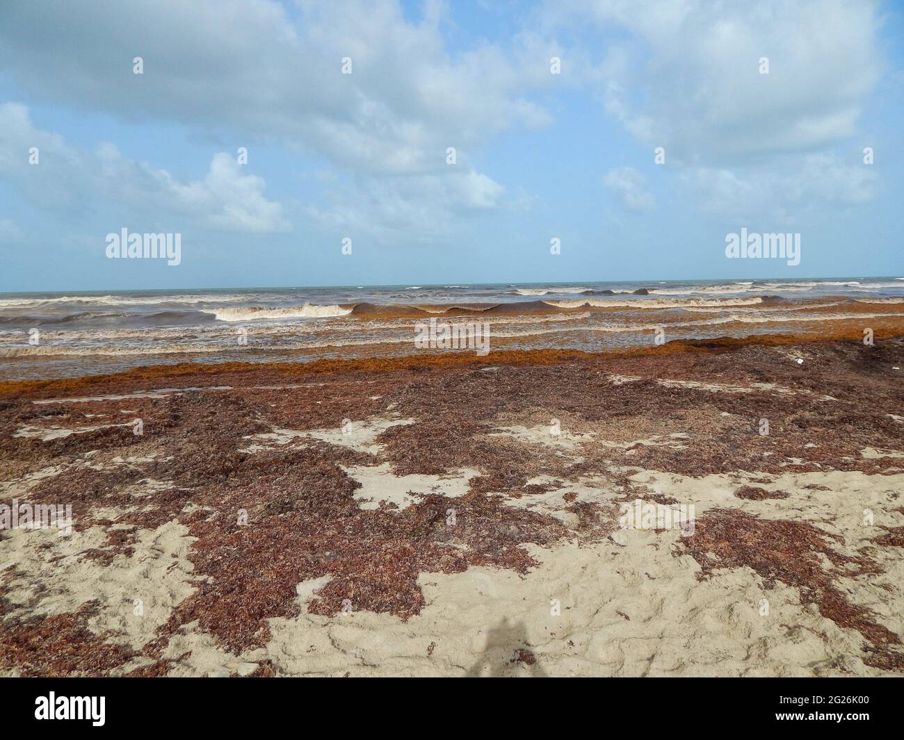 Manzanilla-Mayaro, Trinidad: Sargassum algae on the Manzanilla-Mayaro Beaches. In the Caribbean there has been a significant increase in recent years. Stock Photo