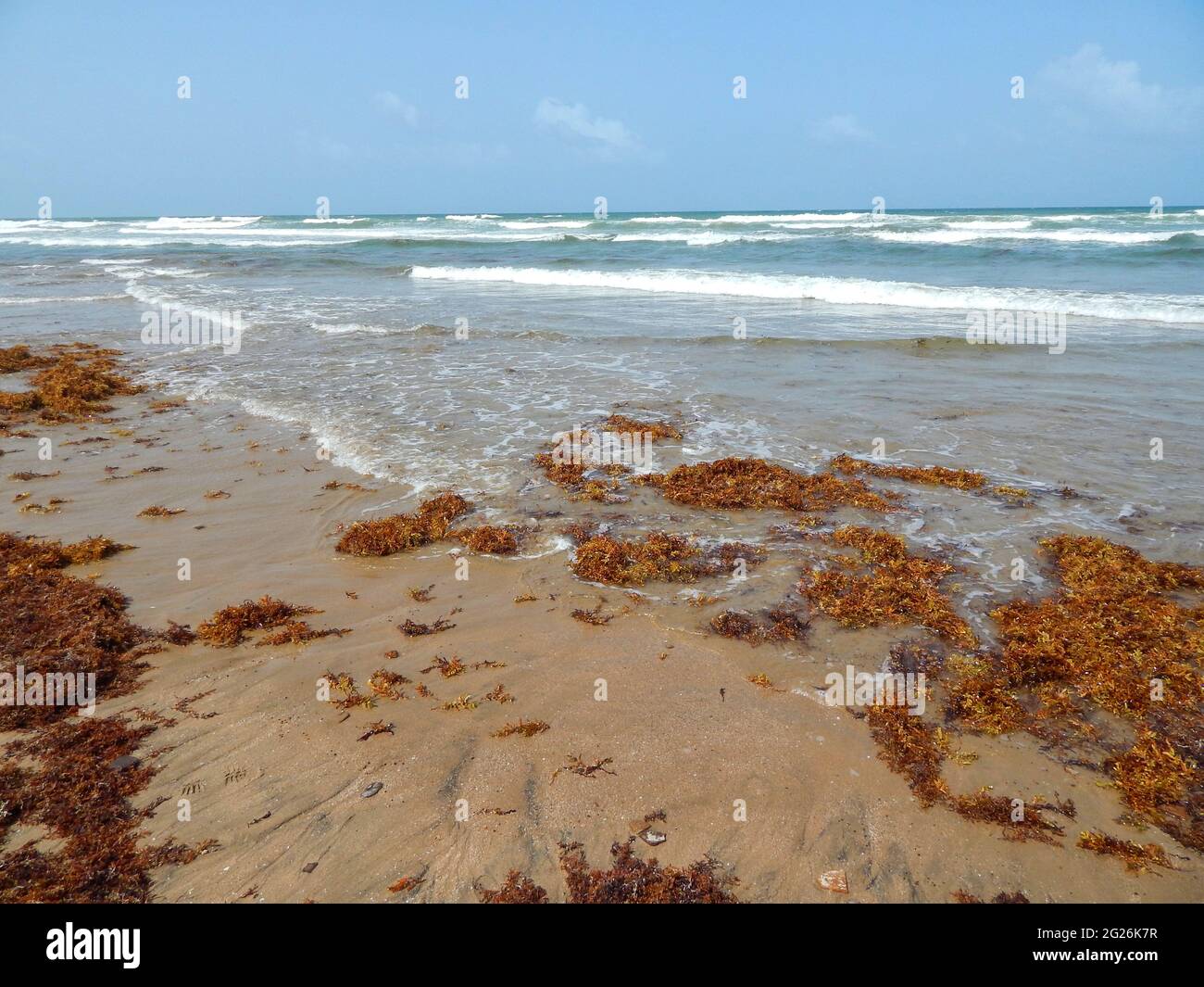 Manzanilla-Mayaro, Trinidad: Sargassum algae on the Manzanilla-Mayaro Beaches. In the Caribbean there has been a significant increase in recent years. Stock Photo