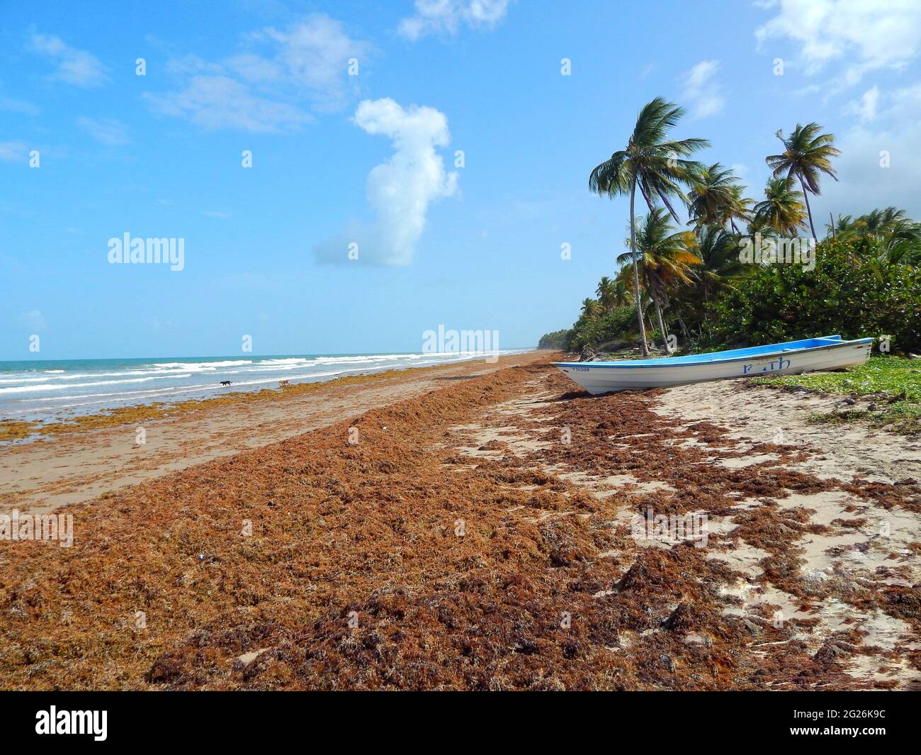 ManzanillaMayaro, Trinidad Sargassum algae on the ManzanillaMayaro