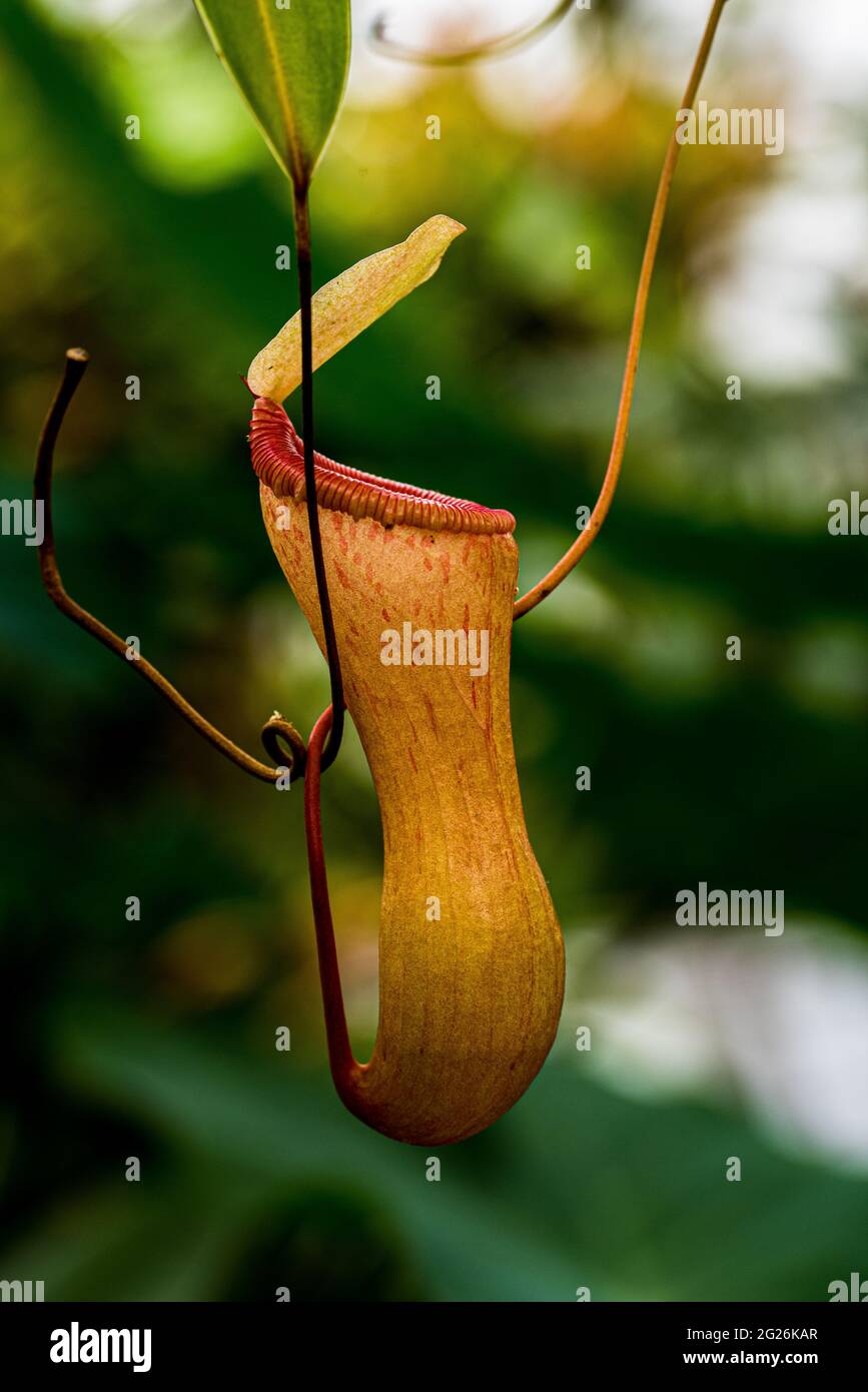 Hanging pitcher plant hi-res stock photography and images - Alamy