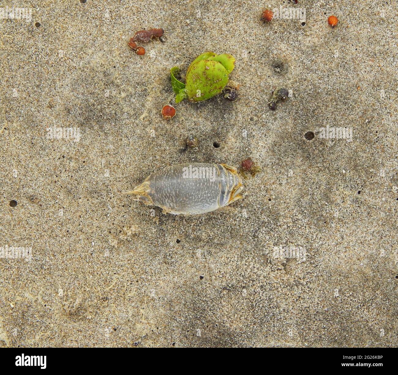 Emerita analoga or mole crabs on the Manzanilla beach shore in in Trinidad. Stock Photo