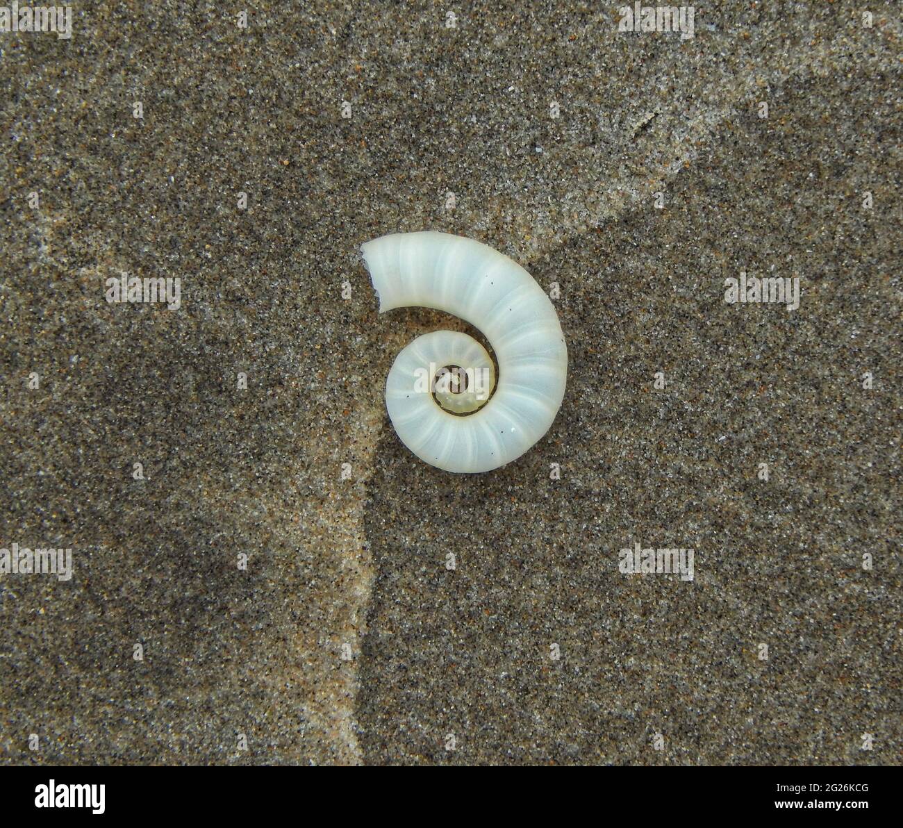 Spirula spirula shell on the Manzanilla Beach in Trinidad. Stock Photo