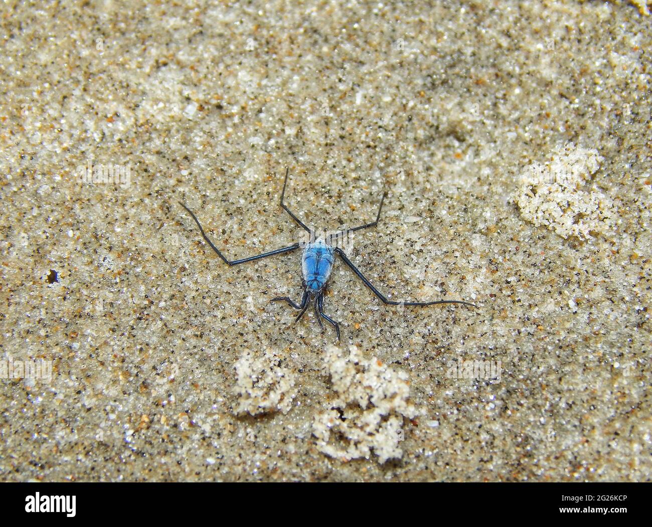 Blue, insect looking creature on the Manzanilla Beach in Trinidad. Stock Photo
