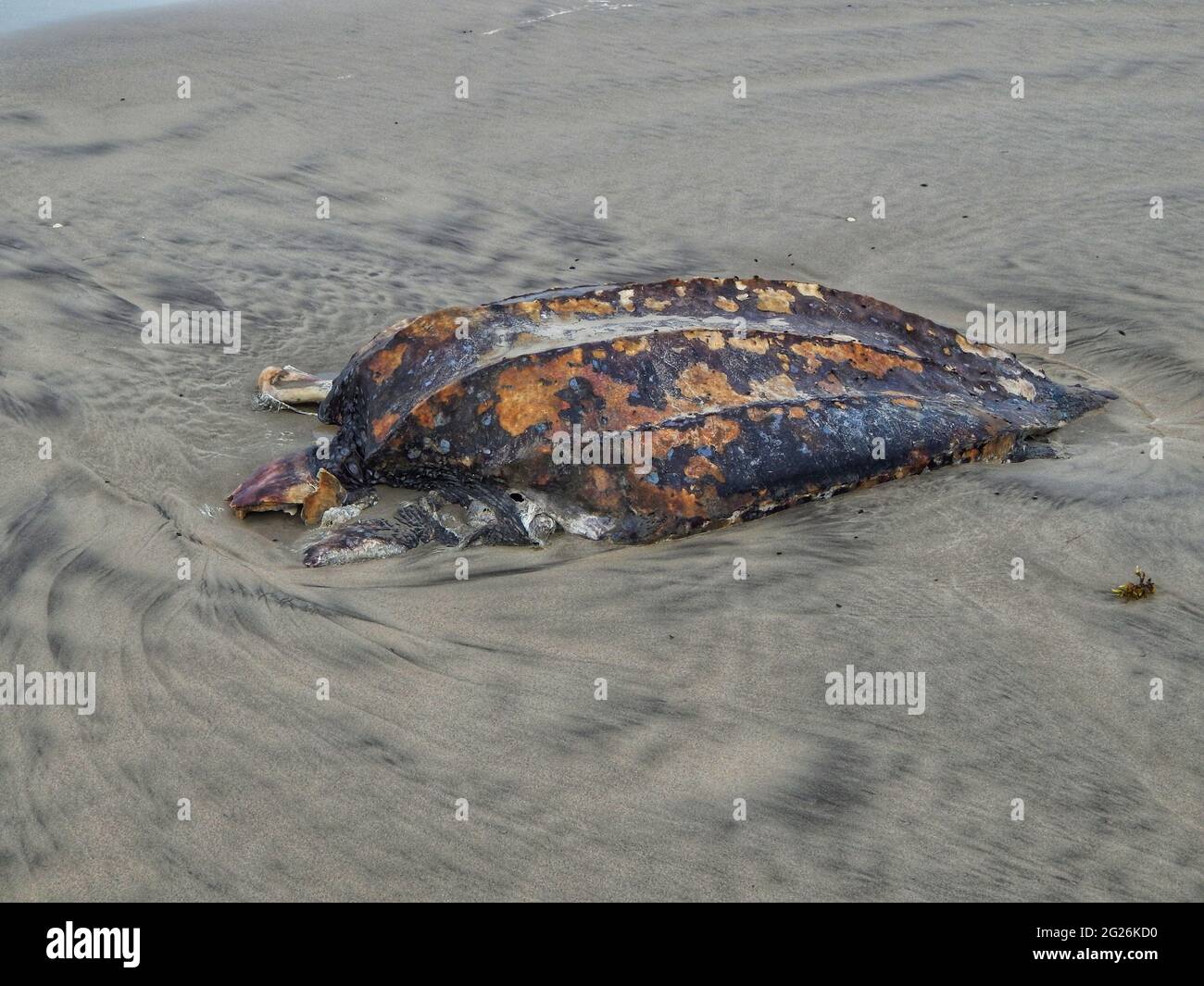 Manzanilla, Trinidad- May 19, 2016: The carcass of a dead leatherback turtle on the Manzanilla Beach in Trinidad. The cause of death is unknown. Stock Photo