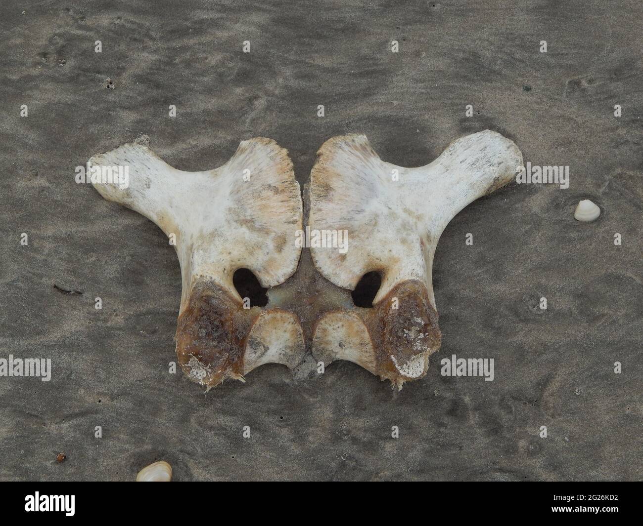 The skeletal remains of an animal, most likely from a leatherback turtle, on the Manzanilla Beach in Trinidad. Stock Photo