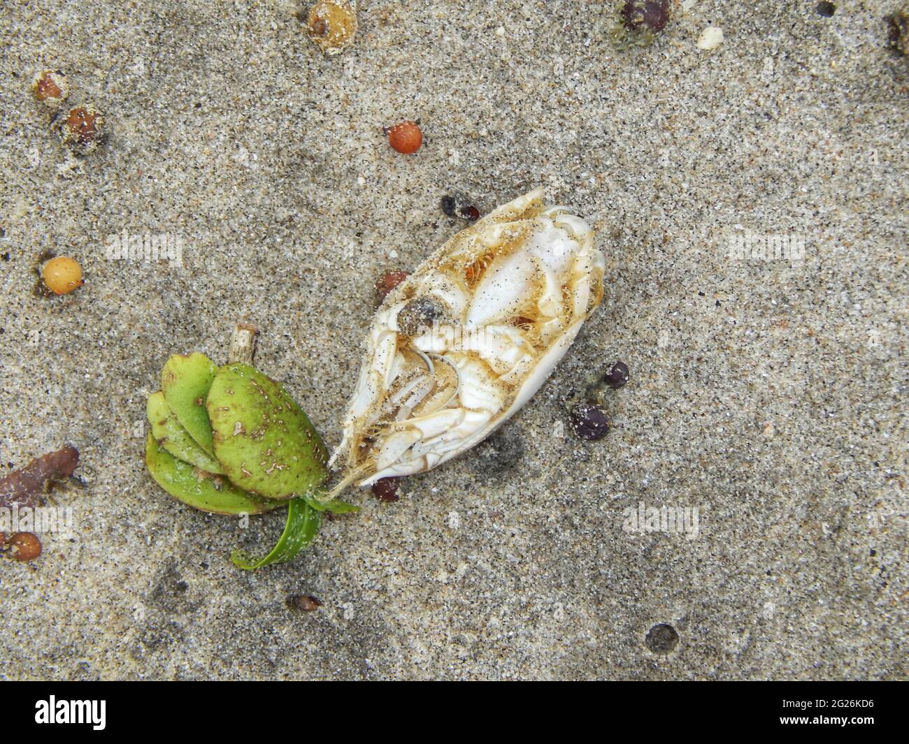 Emerita analoga or mole crabs on the Manzanilla beach shore in in Trinidad. Stock Photo