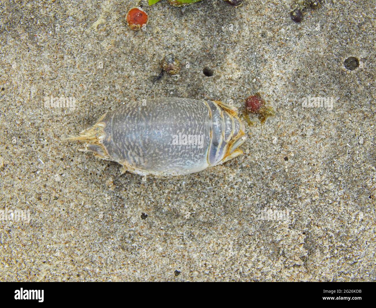 Emerita analoga or mole crabs on the Manzanilla beach shore in in Trinidad. Stock Photo