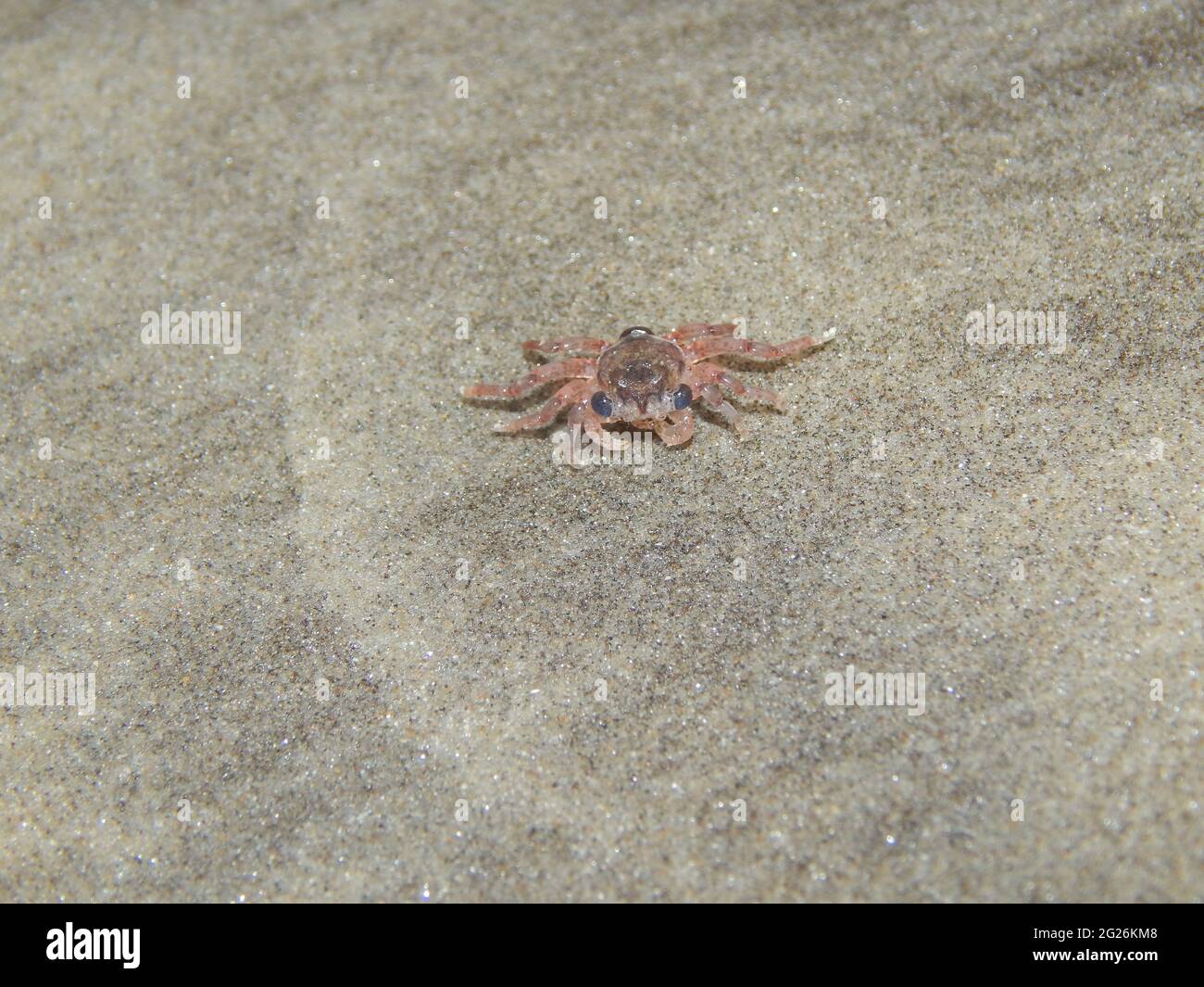 Crab foetus on the Manzanilla Beach, Trinidad. Stock Photo