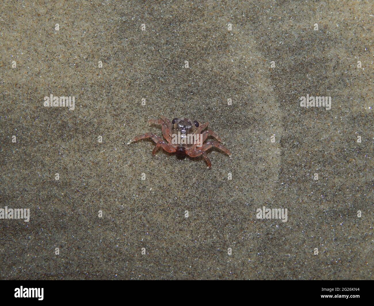 Crab foetus on the Manzanilla Beach, Trinidad. Stock Photo