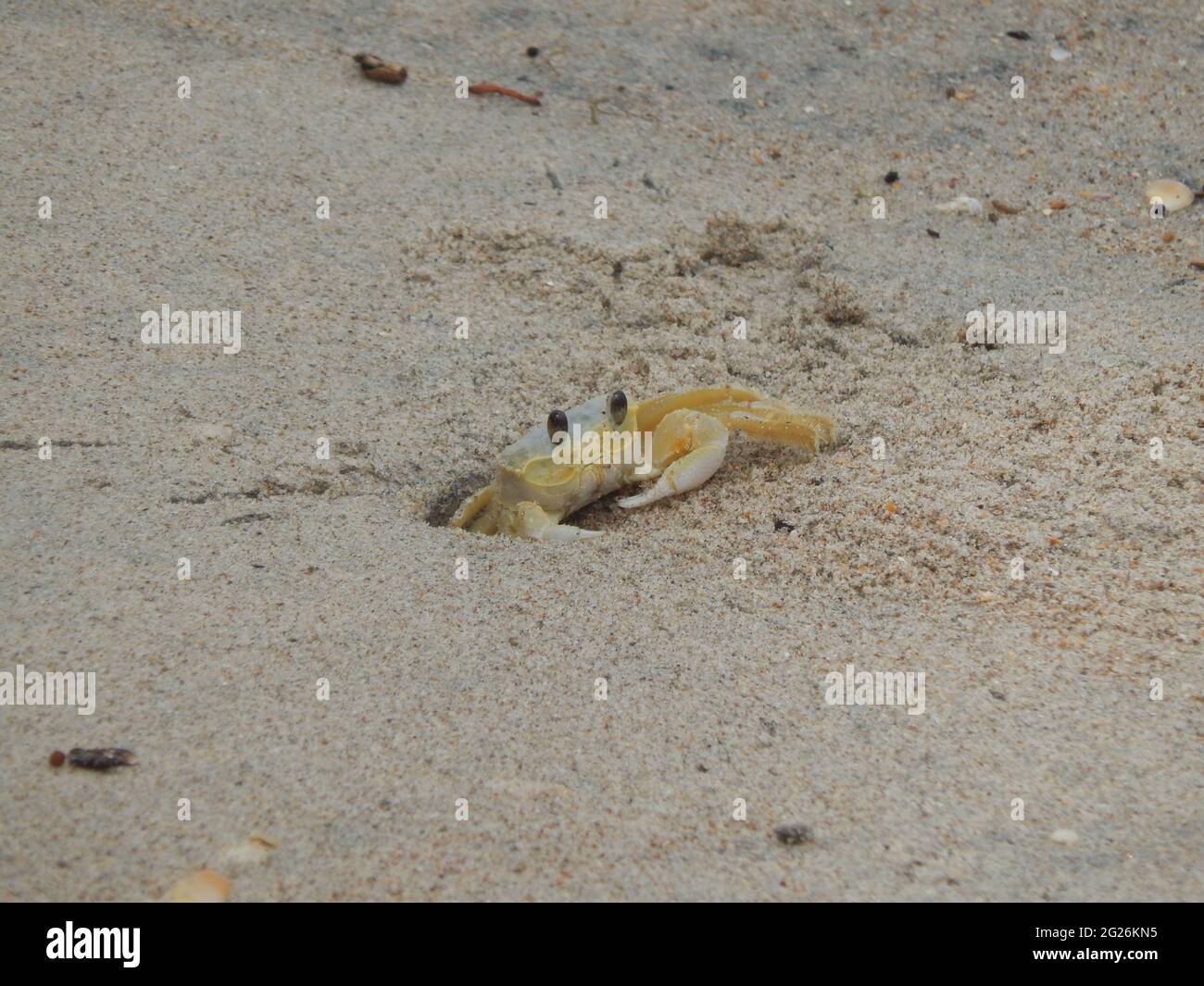 An Atlantic Ghost Crab in Manzanilla, Trinidad and Tobago. Stock Photo