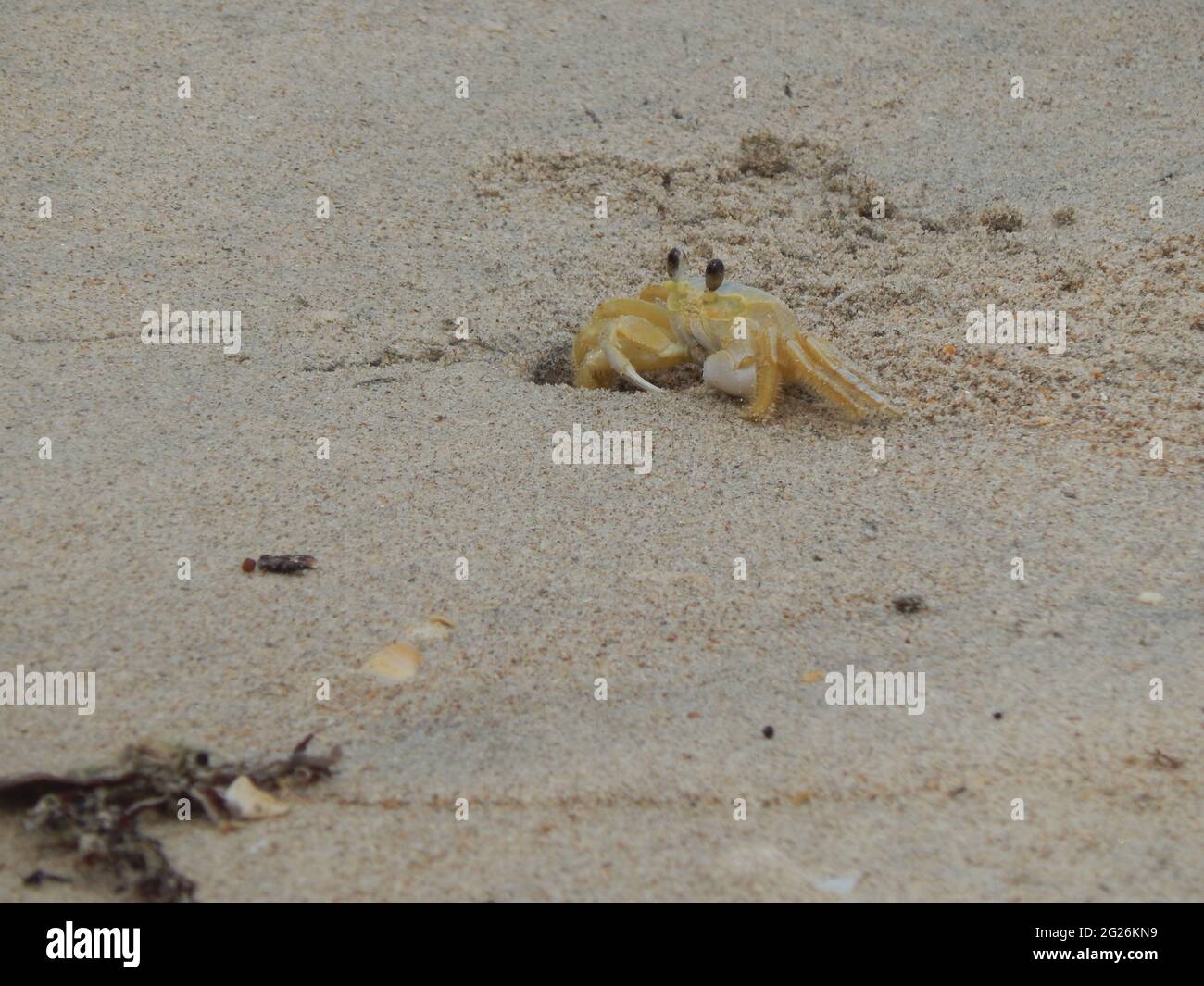 An Atlantic Ghost Crab in Manzanilla, Trinidad and Tobago. Stock Photo