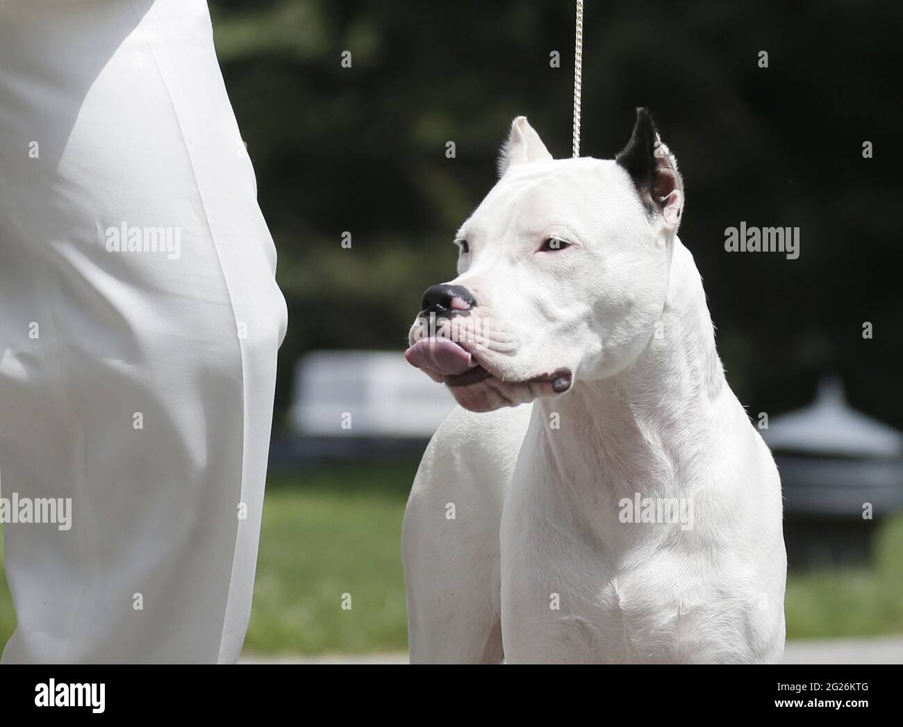 New York, United States. 08th June, 2021. A Dogo Argentino is introduced at a press preview for the 145th annual Westminster Kennel Club Dog Show at the Lyndhurst Estate in Tarrytown, New York on Tuesday, June 8, 2021. Last years Westminster Dog Show was cancelled due to COVID-19 and next years will return again to Madison Square Garden. Photo by John Angelillo/UPI Credit: UPI/Alamy Live News Stock Photo