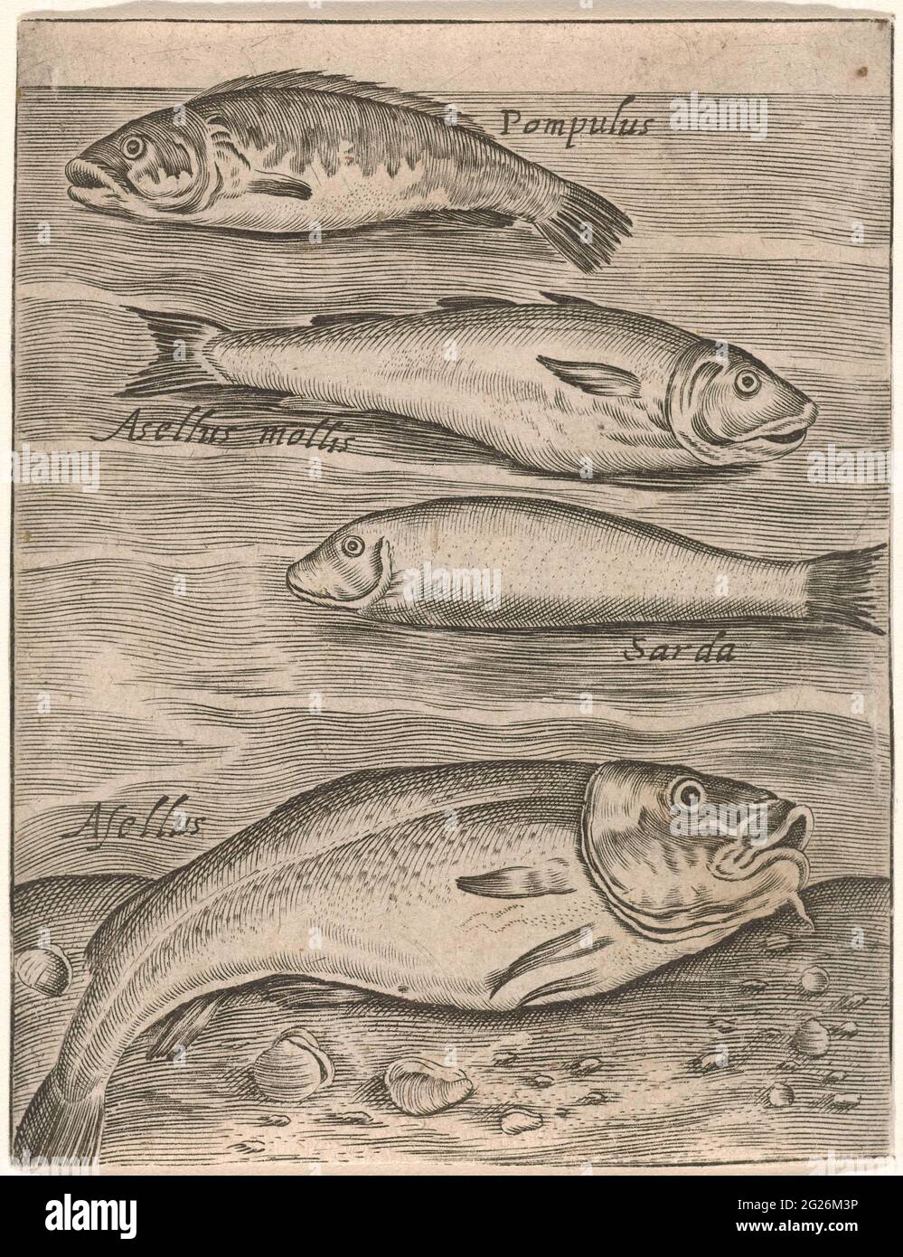 Study sheet with four fish; PISCIUM VIVAE ICONES. Study magazine with ...