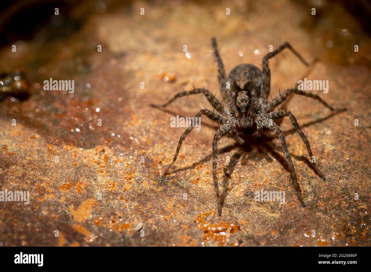 A large brown spider with glassy black eyes and long spindly legs pauses on a rock in a river bed. Stock Photo