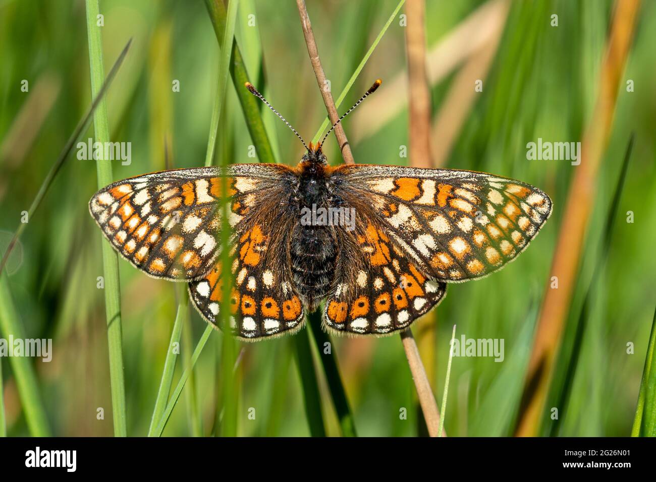 Marsh fritillary butterfly (Euphydryas aurinia), UK Stock Photo