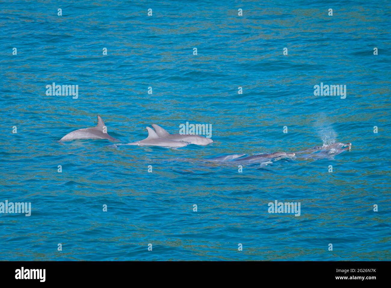 Dolphin pod near Honeymoon Bay, Moreton Island Stock Photo Alamy