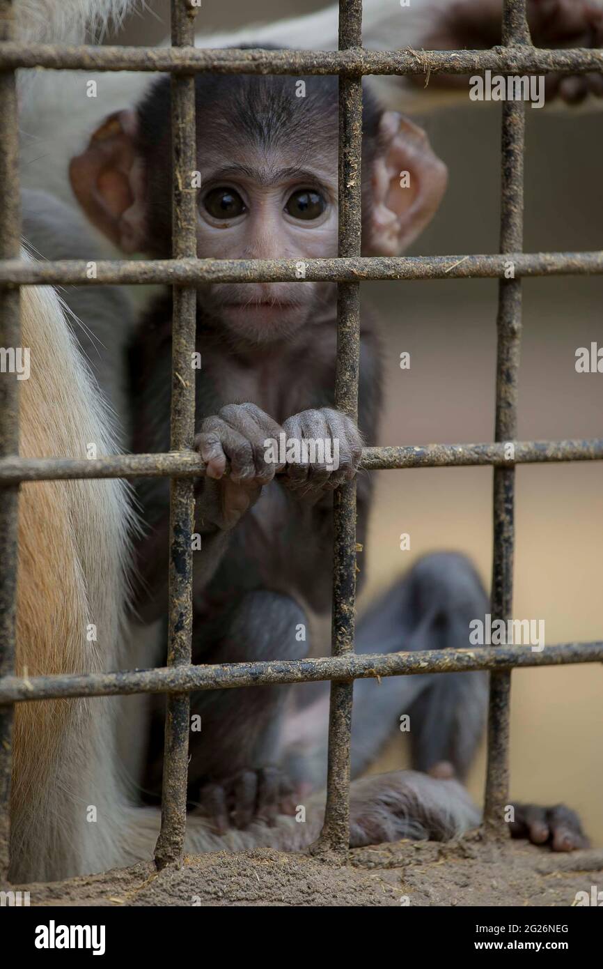 Baby monkey in Zoo Stock Photo