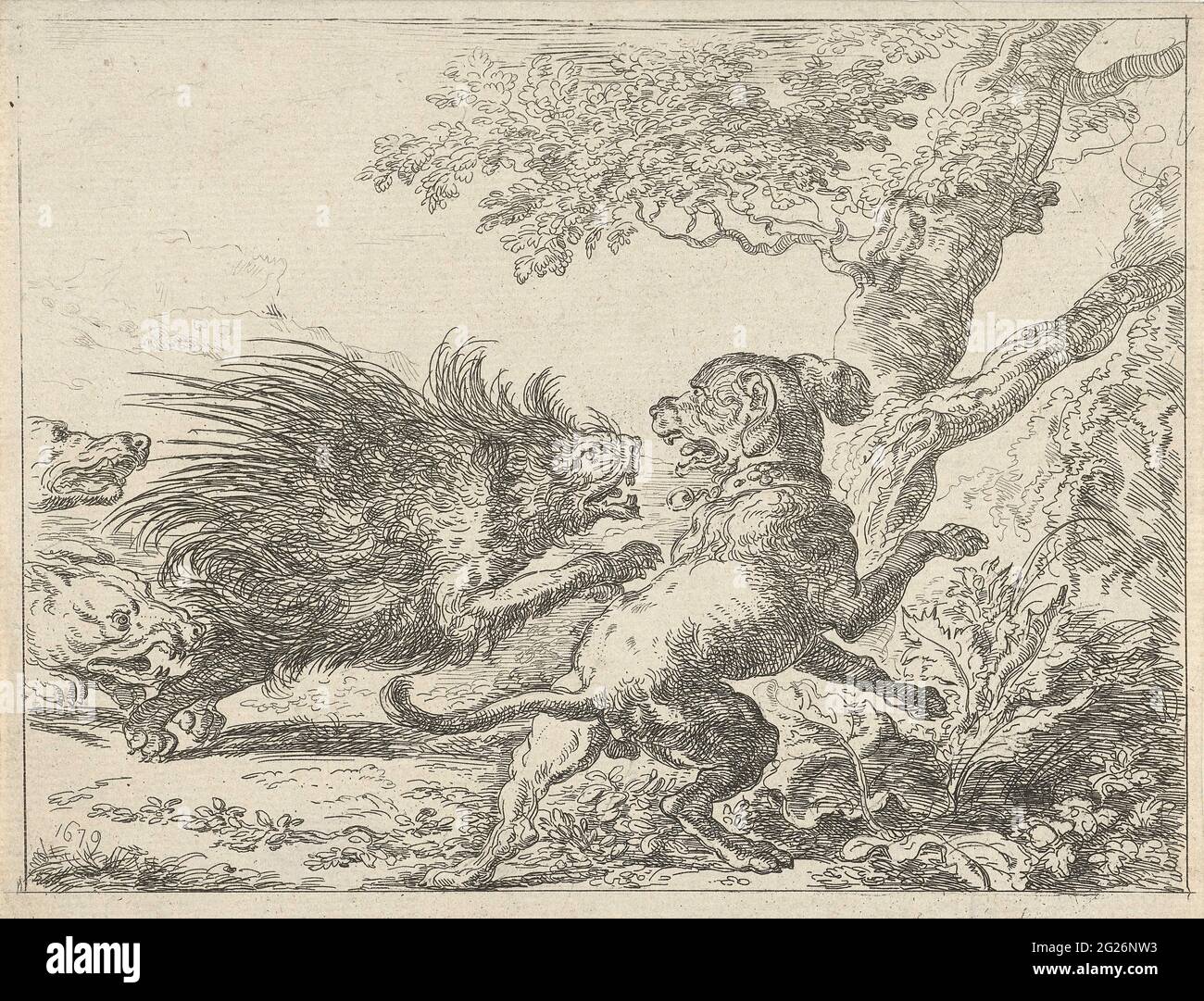 Porcupine attacked by dogs. A porcupine is attacked by dogs. Copy to a print from a series of prints with hunting animals from Abraham Daniëlsz. Hondius. Stock Photo